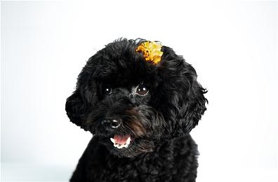 任天堂手游《失落的龙约》发布关服预告 具体时间待定